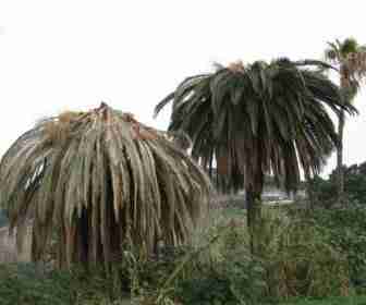 Palme danneggiate dal Rhynchophorus ferrugineus