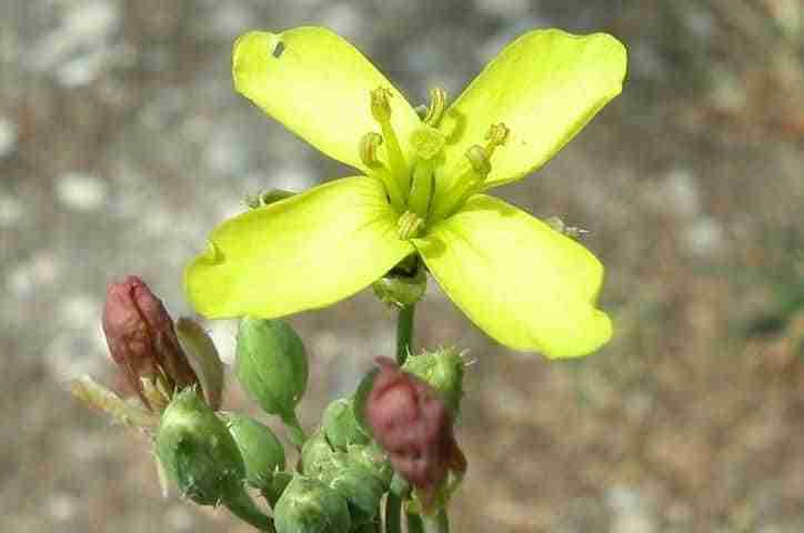 Fiore di ruchetta selvatica