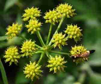 Fiore di sedano di montagna