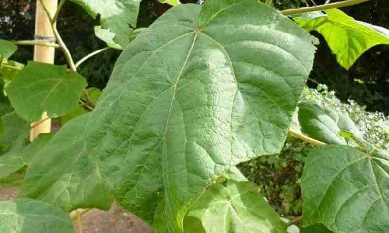 Foglie di Paulownia tomentosa