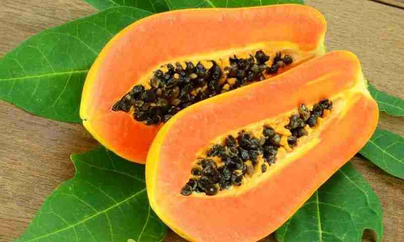 Frutto e semi di papaya