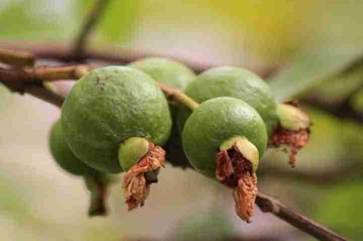 Semi Di Guava (Psidium Guajava) - 15 Semi Per Coltivazione | Albero Da Frutto Tropicale, Frutti Giallo-rosa Ricchi Di Vitamina C