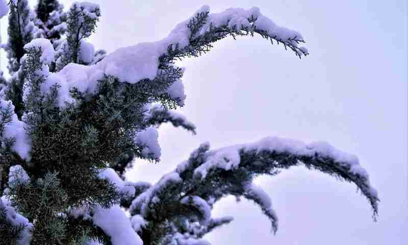 Juniperus communis innevato