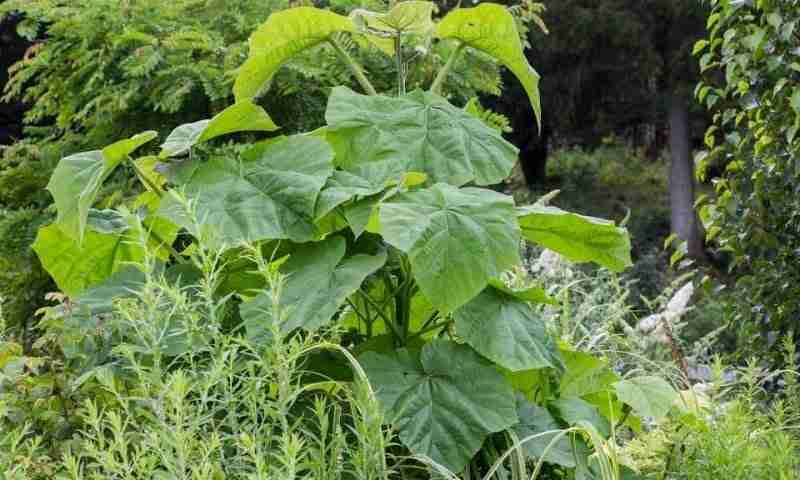 Paulownia tomentosa giovane