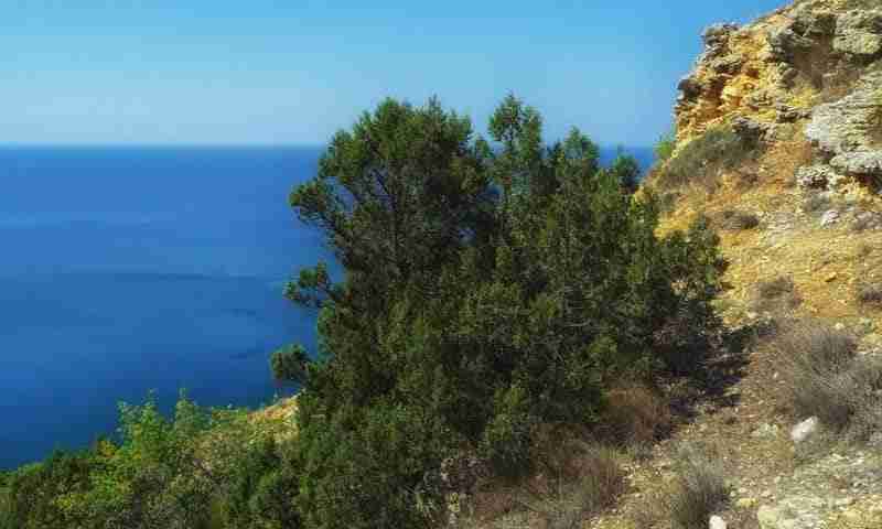 Pianta di ginepro sul mare