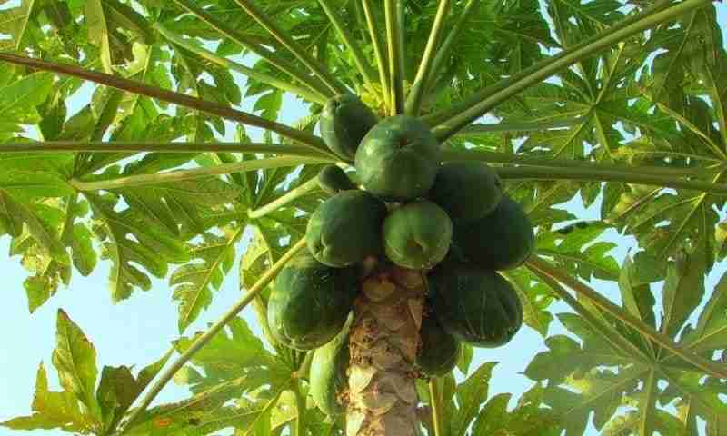 Come Usare I Semi Di Papaya Per Dimagrire - Tutti Gli Usi - Foto 2