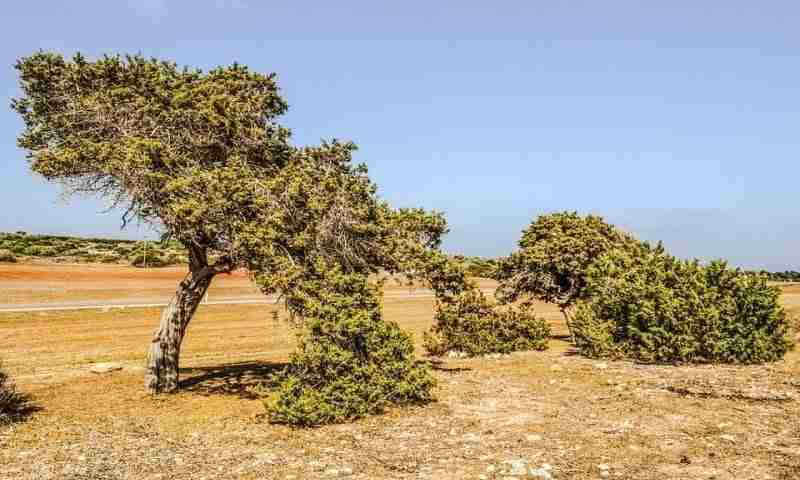 Juniperus phoenicea