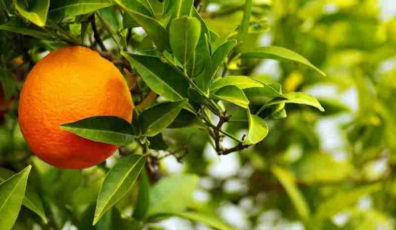portainnesto degli agrumi arancio amaro