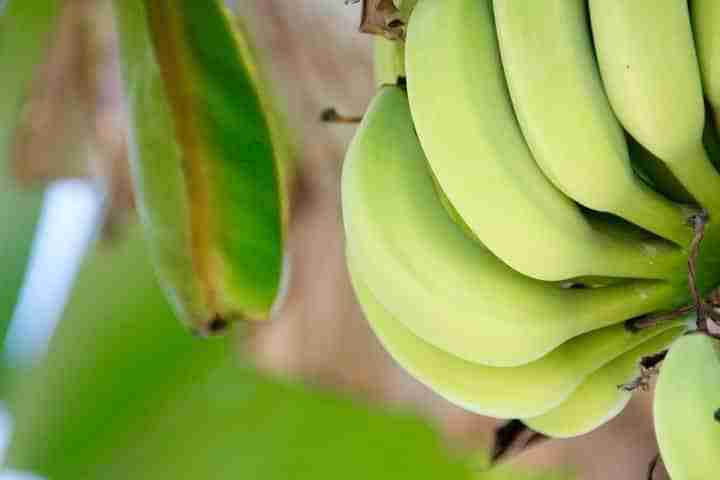 Banane mature