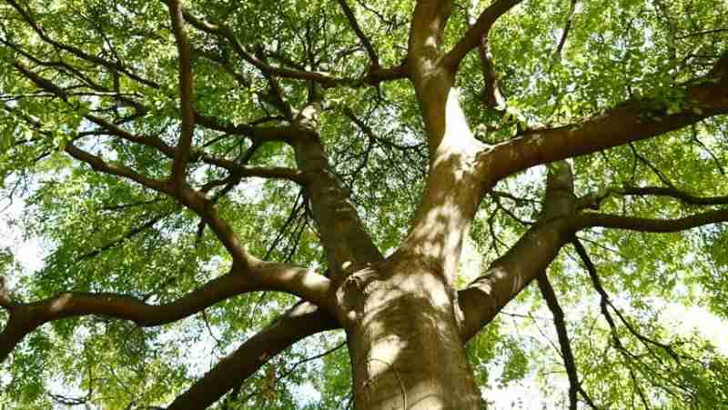 Celtis Australis