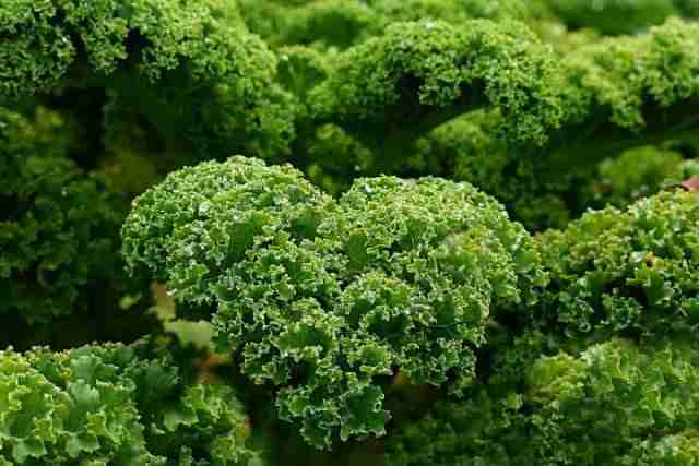 Come coltivare il cavolo riccio | Coltivazione Biologica