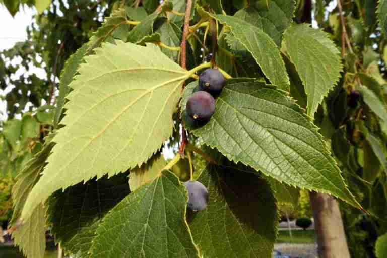 Bagolaro (Celtis Australis), l’albero spaccasassi Coltivazione Biologica
