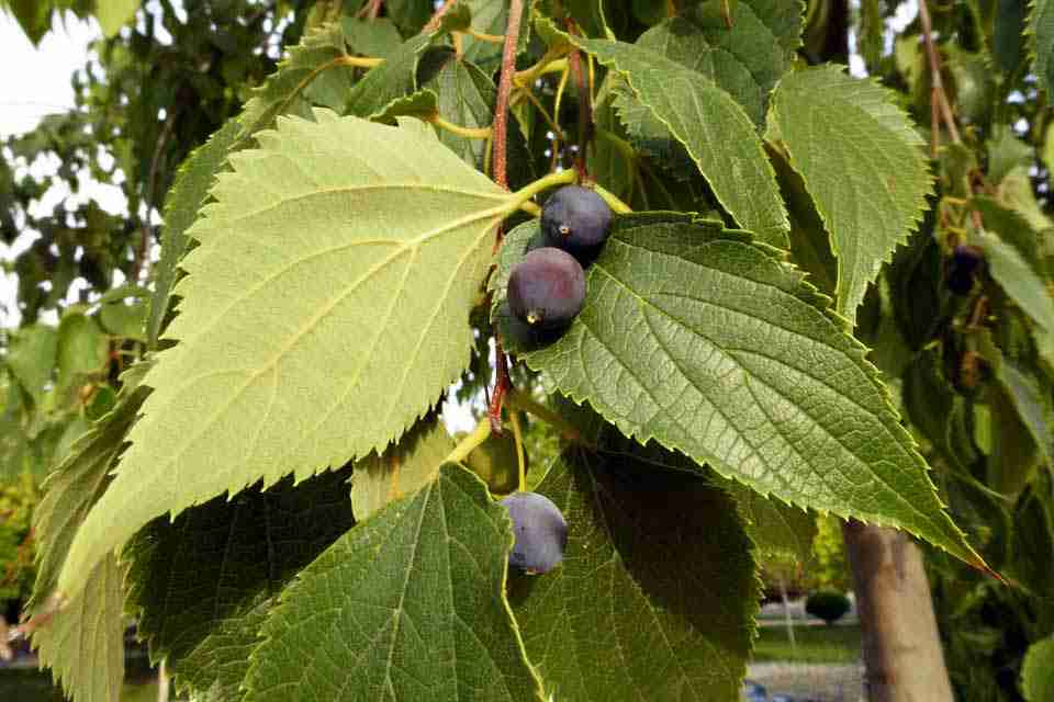 Foglie e frutti di bagolaro