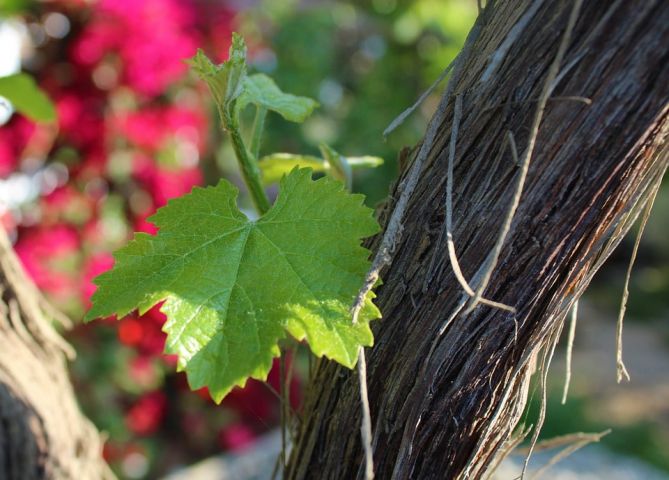 Germoglio