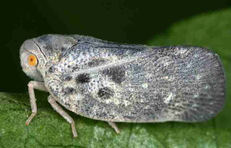 Metcalfa pruinosa adulta