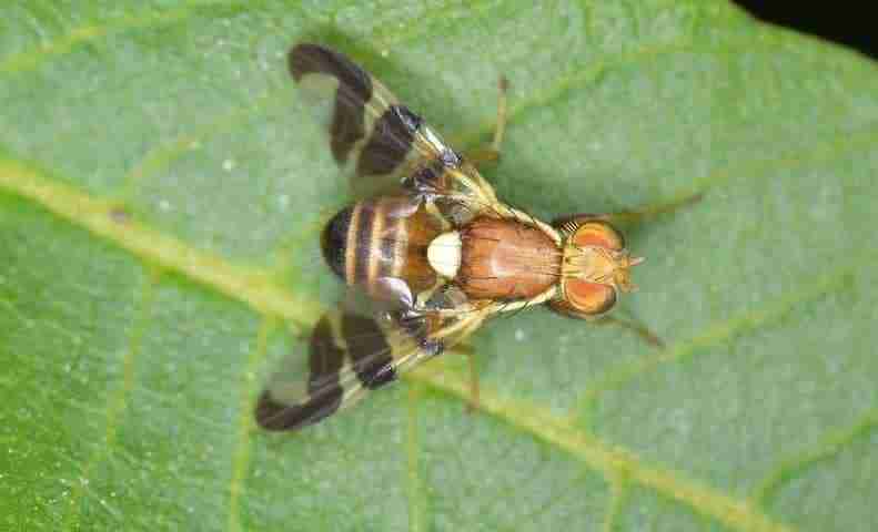 Mosca della noce Rhagoletis completa