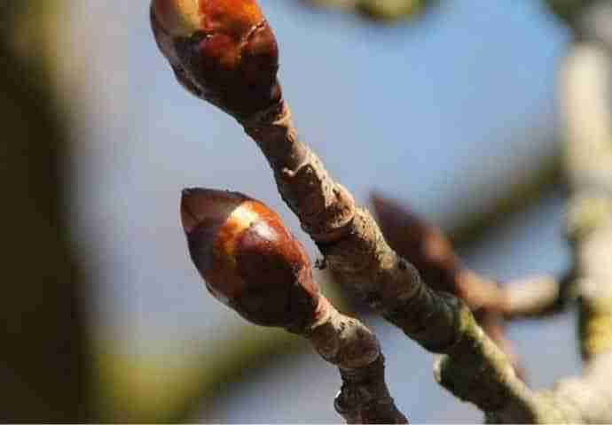 Gemme di un albero