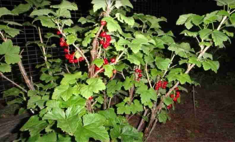 Ribes in produzione