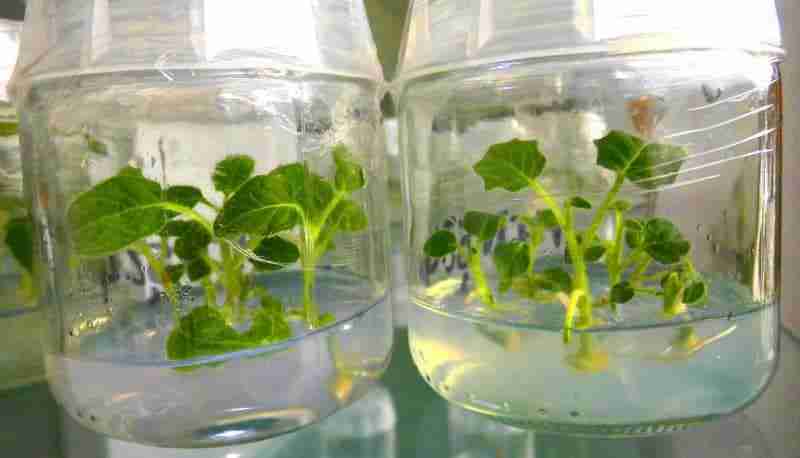 micropropagazione delle piante