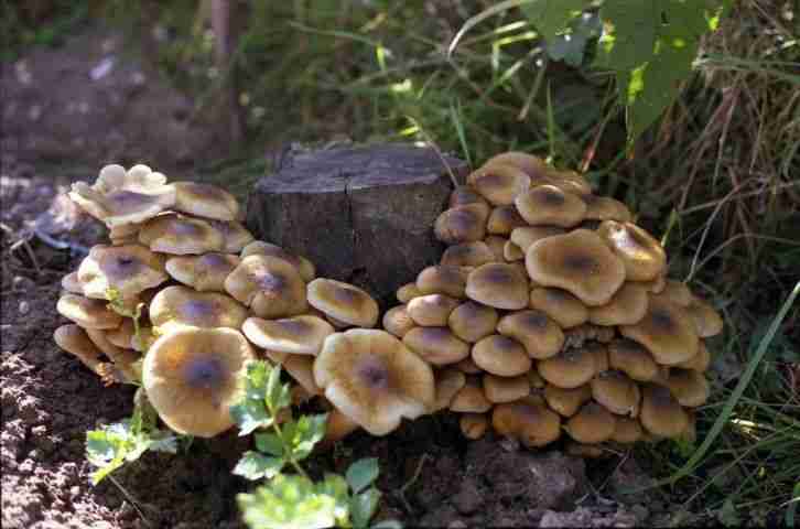 Armillaria mellea chiodini