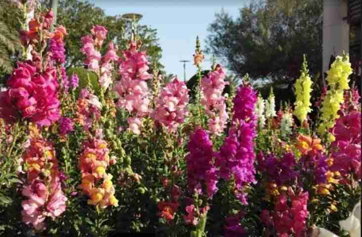 Bocche di leone in fiore