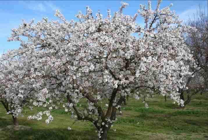Come potare il mandorlo