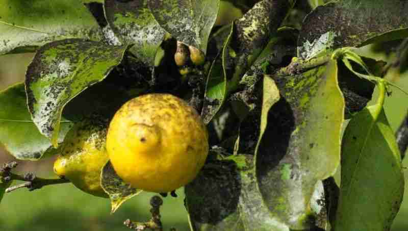 Limone colpito da fumaggine