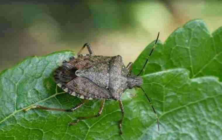 Insetti alieni cimice asiatica