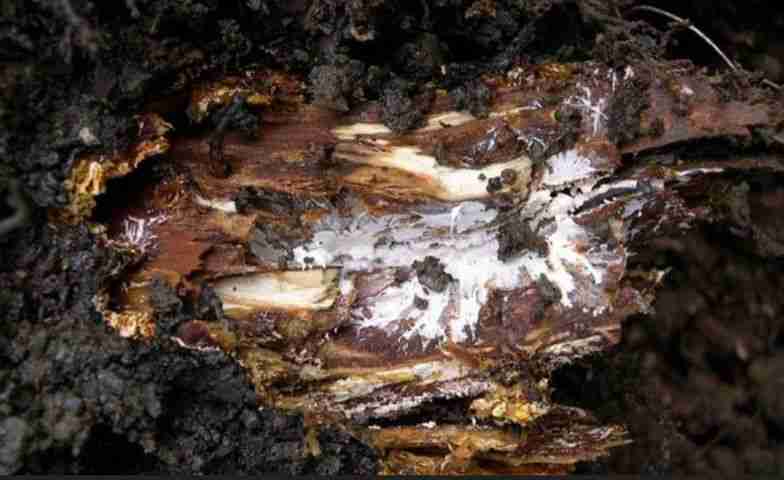 Marciume radicale fibroso