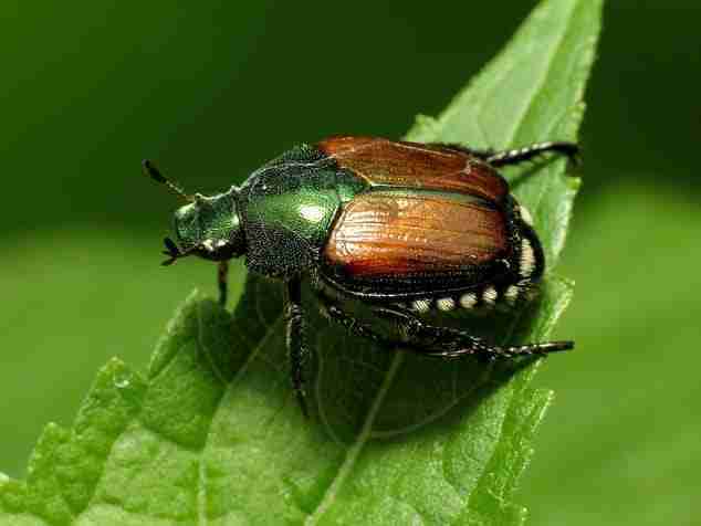 Popilia japonica