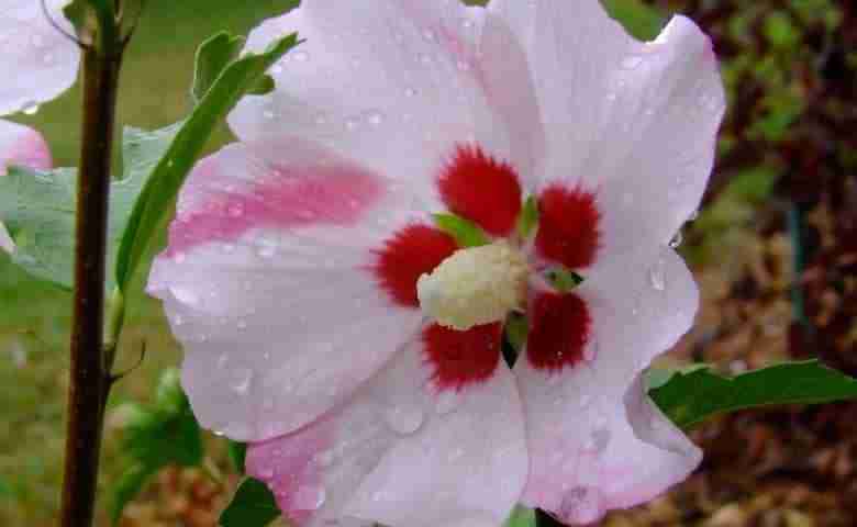 hibiscus syriacus