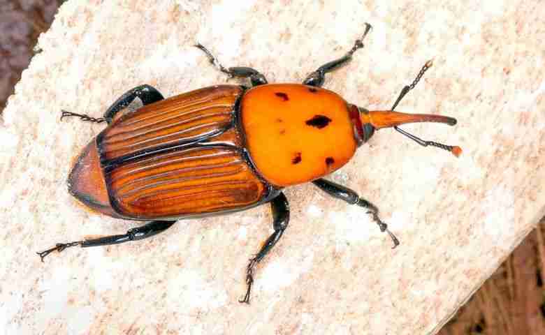 Insetto parassita punteruolo rosso