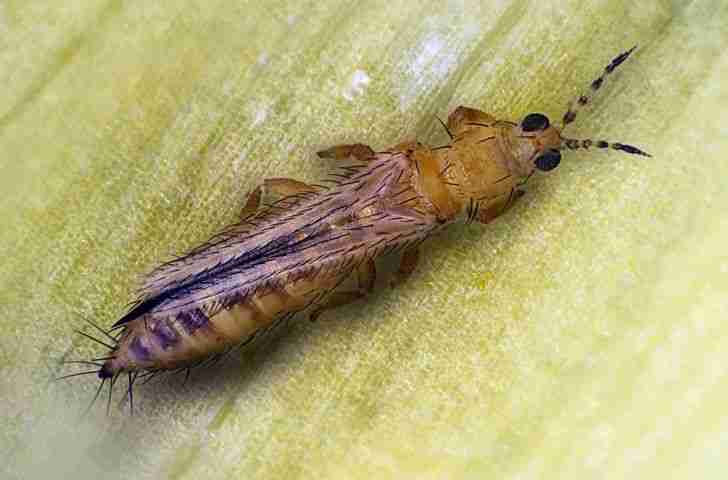 Frankliniella occidentalis
