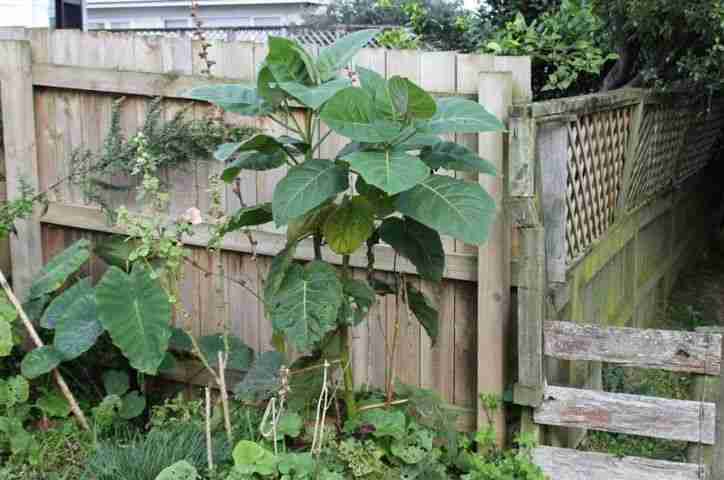 Foglie tamarillo