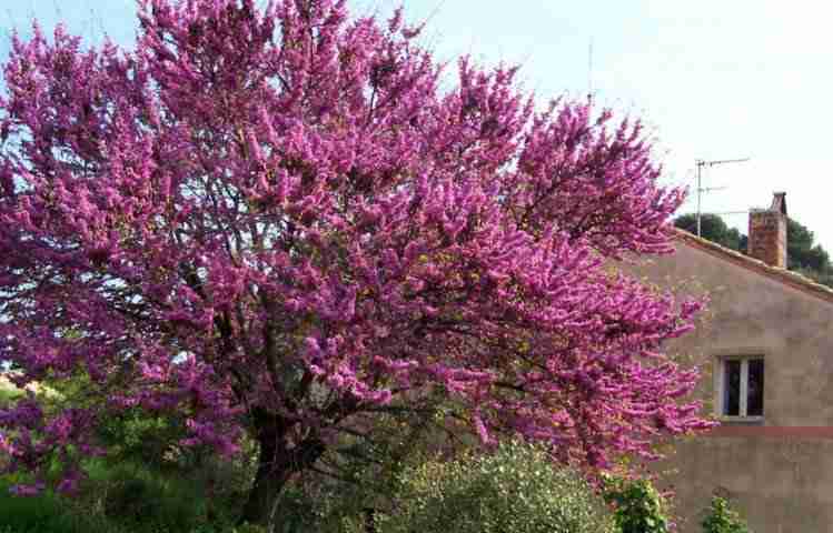 Albero di Giuda fiorito