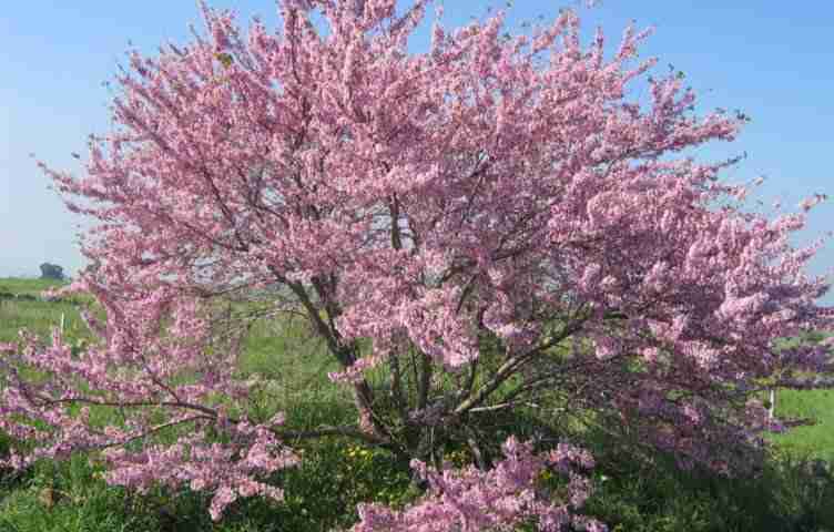 Albero di Giuda