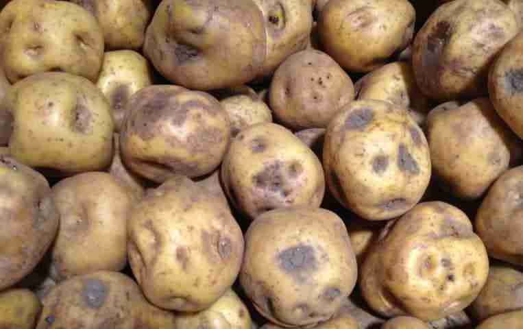 Danni da freddo sui tuberi