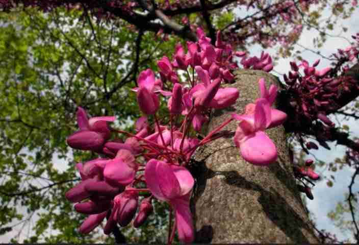 Fiori di albero di Giuda