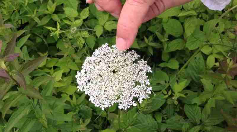 Fiori-di-carota-selvatica