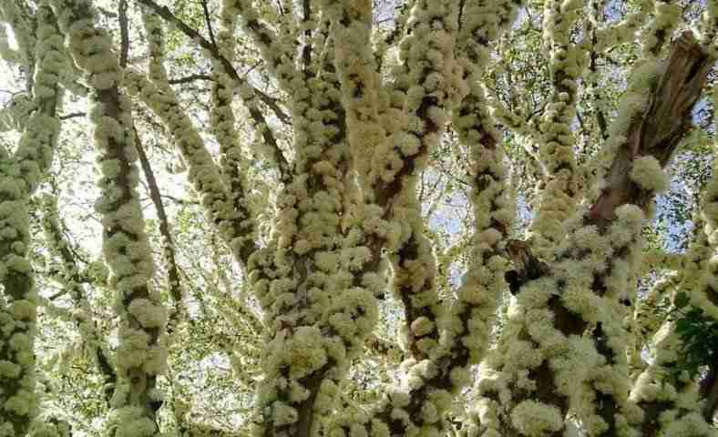 Fioritura jabuticaba