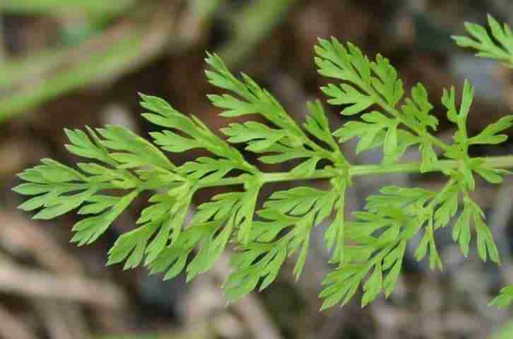 Foglia-di-carota-selvatica