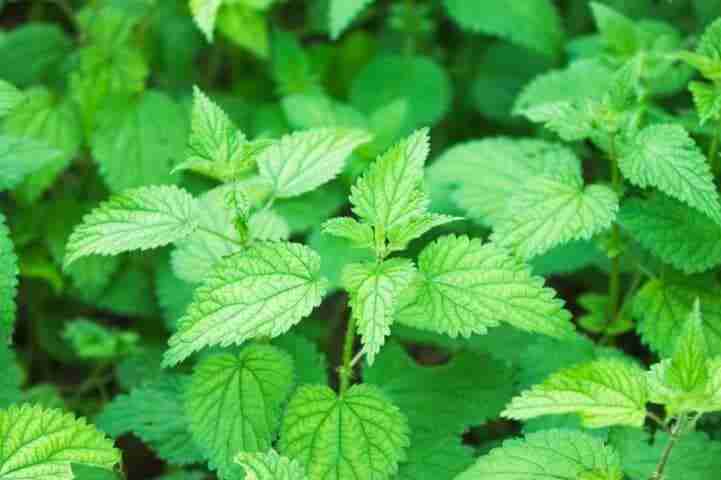 Ortica Urtica dioica