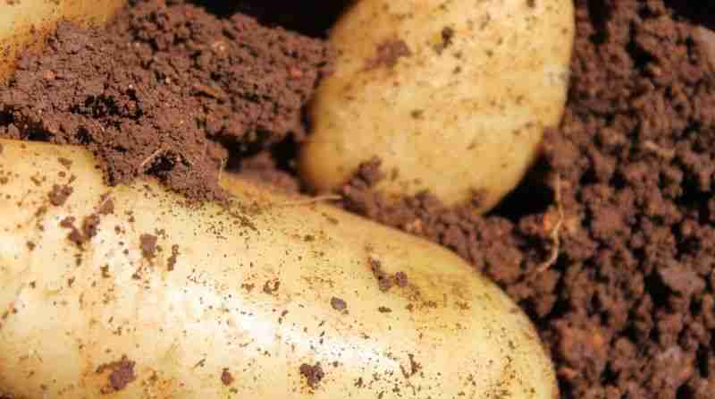 Patate-appena-raccolte