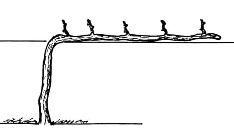 Schema del cordone speronato