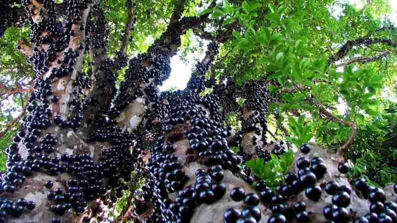 jabuticaba