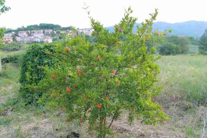 Potatura del melograno a cespuglio