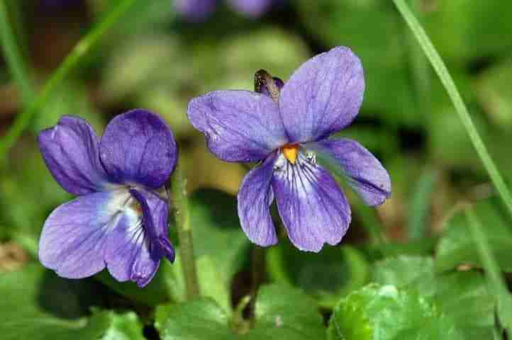 Fiore-di-violetta