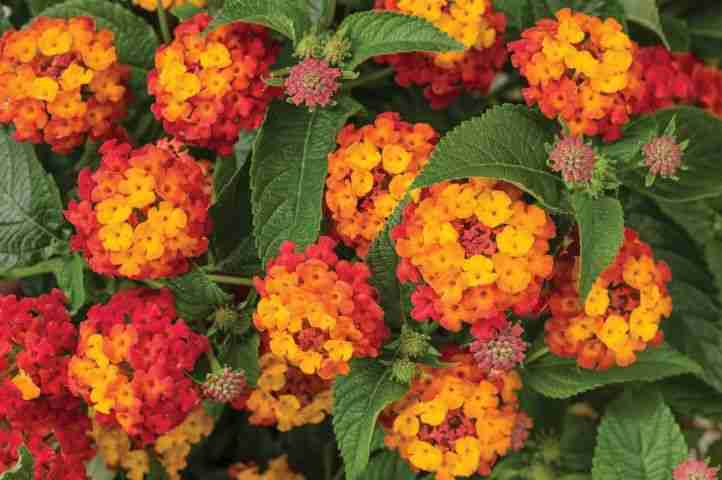 Lantana