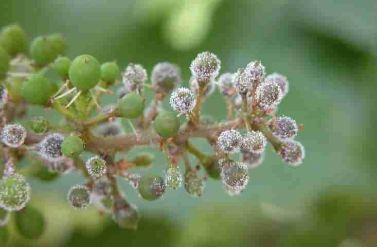 Peronospora della vita