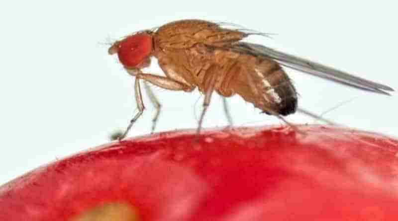 Drosophila suzukii